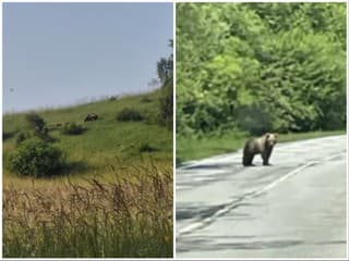 VAROVANIE Medvede videli na