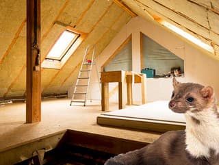 Hlodavce dokážu narobiť v