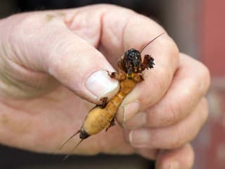 Postrach všetkých záhradkárov? Prečo