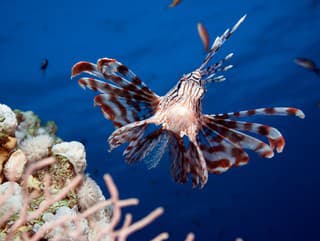 Kráska s jedom kobry: