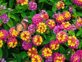 Kvitne celé leto, mení