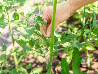 Dôležitá starostlivosť o paradajky: