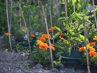 7 rastlín, ktoré ochránia