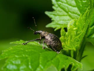 Diery v listoch môže