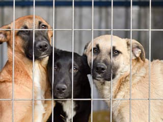 Chcete si zaobstarať psíka?