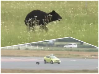 Medveď pobehoval po pristávacej