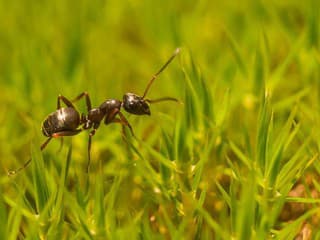 Zabojujte proti neželaným návštevníkom: