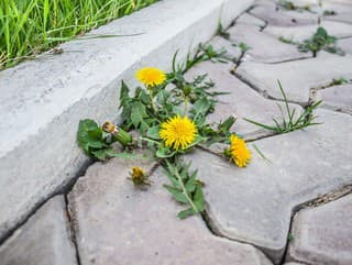 Je ocot pri ničení