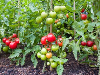 5 letných chýb pri