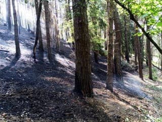 Požiar lesa v Richnave