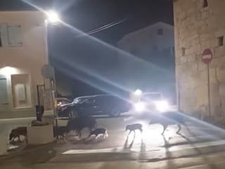 Skupinka diviakov prechádzajúcich sa