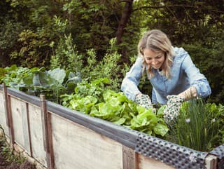 Čo zasadiť po cibuli