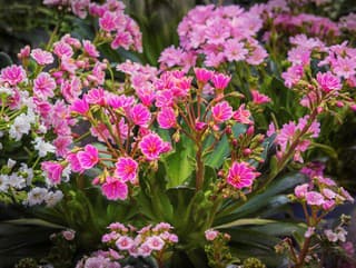 Listy voskovité a kvety