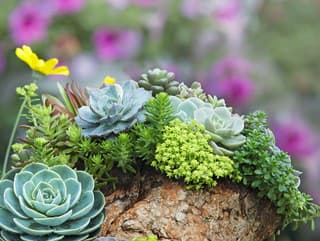 Top rastliny do suchých