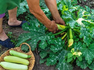 VIDEOTIP Dopestovali ste JEDOVATÚ