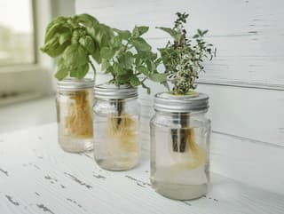 TIETO bylinky môžete pestovať