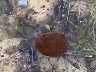 Mravce si z vlastných