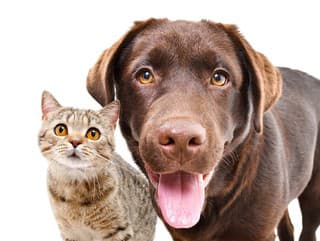 Milujeme ich, no môžu