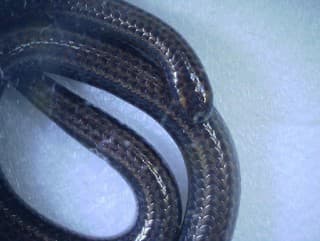 Neuveriteľný objav: Vedci našli