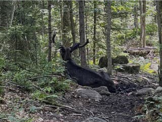 Záhadný los blokuje turistický