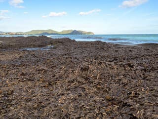 Ekologická katastrofa: Španielske pláže
