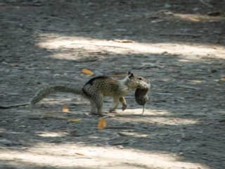 Správanie veveričiek šokovalo vedcov,