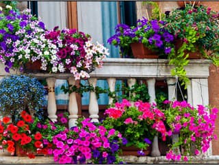 Čo s letničkami, ktoré