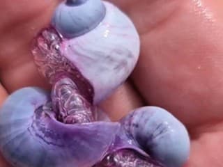 Vzácny fialový morský slimák