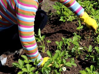 Dajte zbohom šíriacej sa