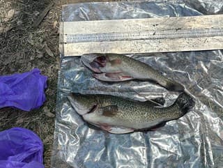 Dve ryby druhu Murray