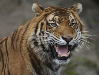 Hrôza v Jeruzalemskej zoo:
