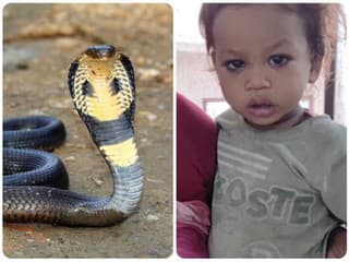 Nebojácny chlapec si poradil