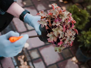 Ktoré KVETY budú kvitnúť