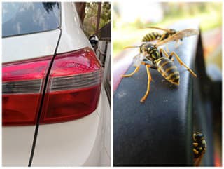 Hmyzí nálet na auto: