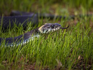 Ako sa zbaviť hadov