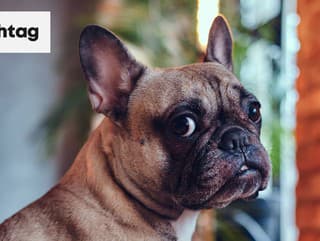 Svet pozná najškaredšieho psa: