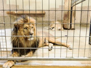 HOROR v ZOO: Vedenie