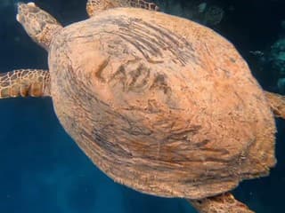 Niekto v egyptskom letovisku