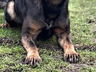 Polícia objasnila krádež kabelky