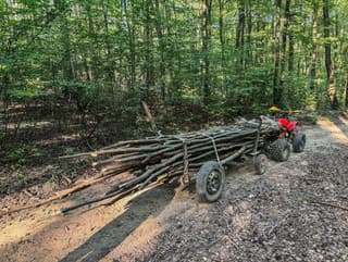 krádež dreva v lese