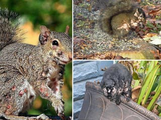 Záchranné centrum pre voľne