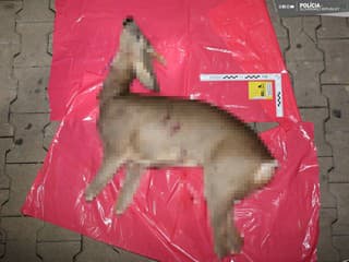 Enviropolícia navrhla mužovi obžalobu