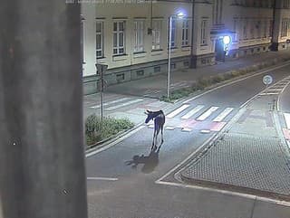 Najznámejší los sveta Emil