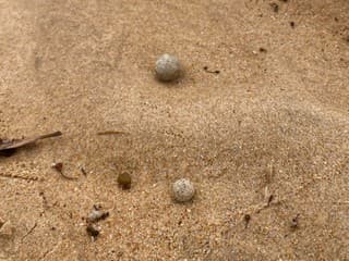 Austrália na nohách: Na