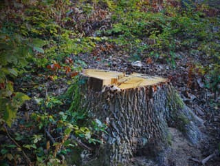Muž nelegálne vyrúbal takmer