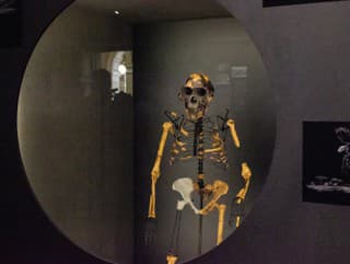 Fosília predchodcu človeka Lucy