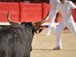 Desivá smrť toreadora: Býk