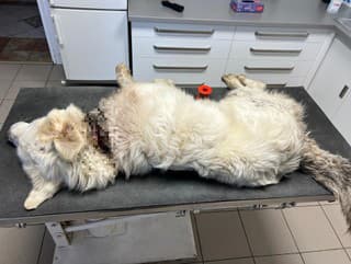 Utýraného psa vyhodil majiteľ