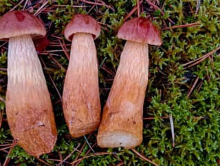 Invázny americký hríb sa