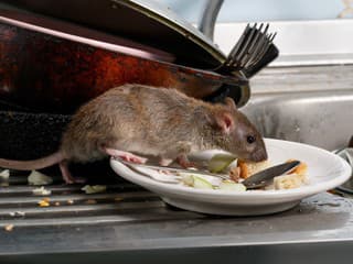 Trápia vás potkany? Zatočte